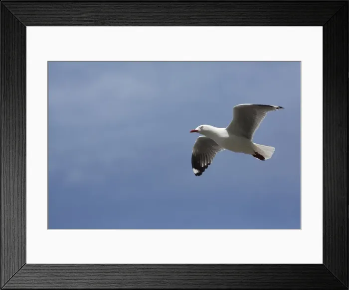 Framed Print : Picture No. 11091955 Framed Print : Picture No. 11091955
