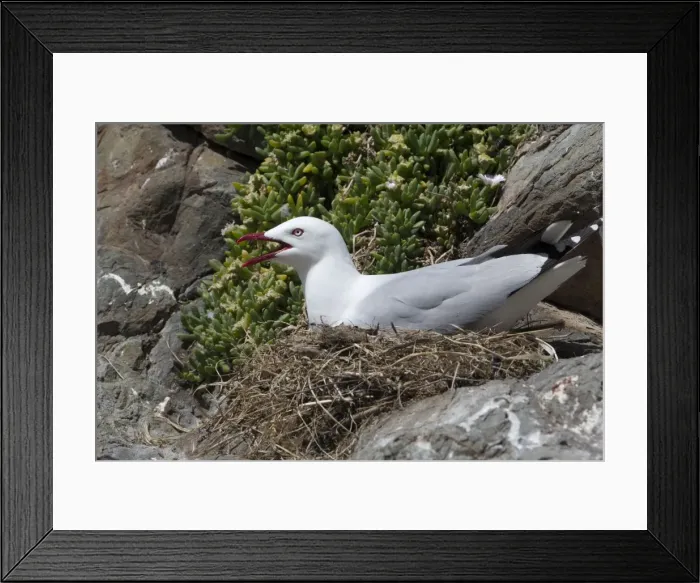Framed Print : Picture No. 11091956 Framed Print : Picture No. 11091956