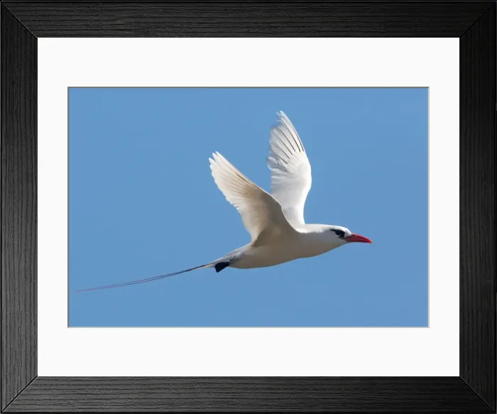 Framed Print : Picture No. 11091958 Framed Print : Picture No. 11091958