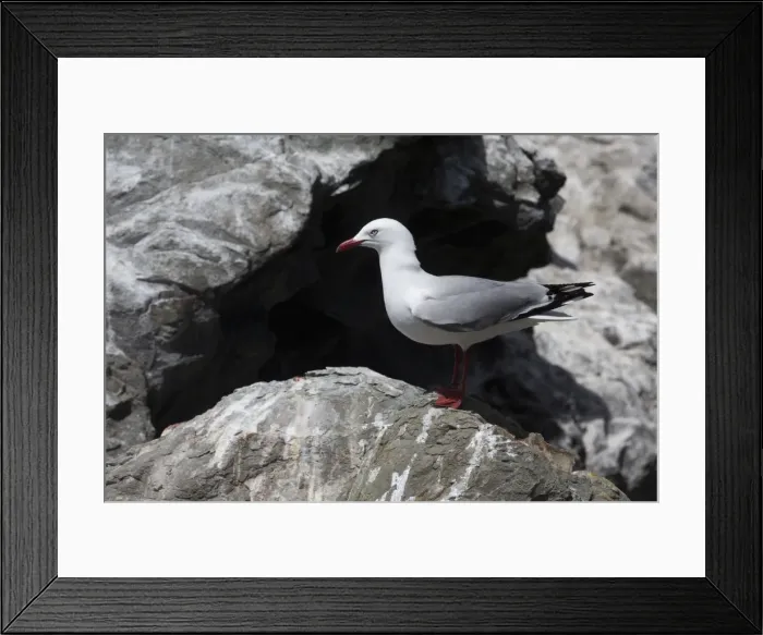 Framed Print : Picture No. 11091957