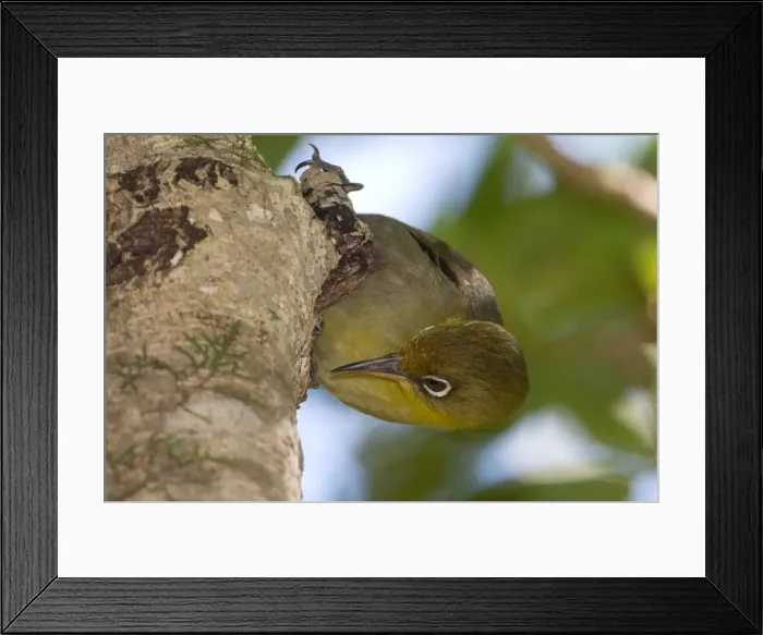 Framed Print : Picture No. 11091960 Framed Print : Picture No. 11091960