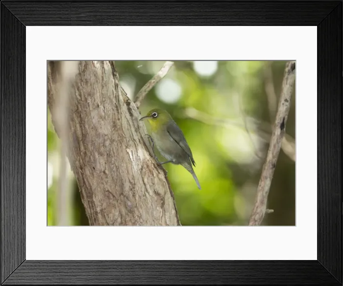 Framed Print : Picture No. 11091959 Framed Print : Picture No. 11091959