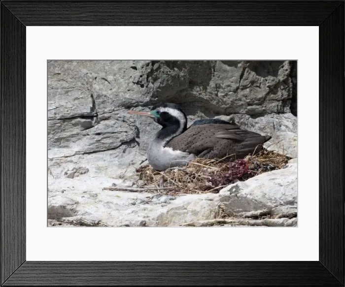 Framed Print : Picture No. 11091961 Framed Print : Picture No. 11091961