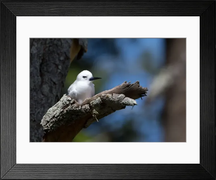 Framed Print : Picture No. 11091968 Framed Print : Picture No. 11091968