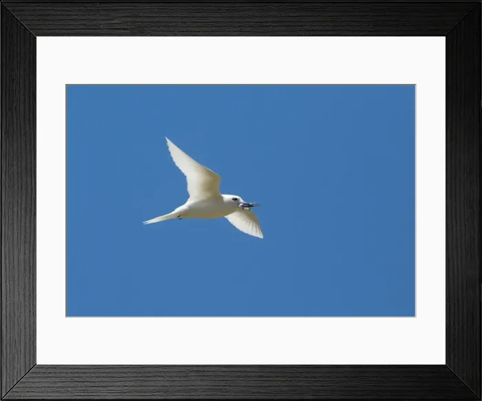 Framed Print : Picture No. 11091969 Framed Print : Picture No. 11091969