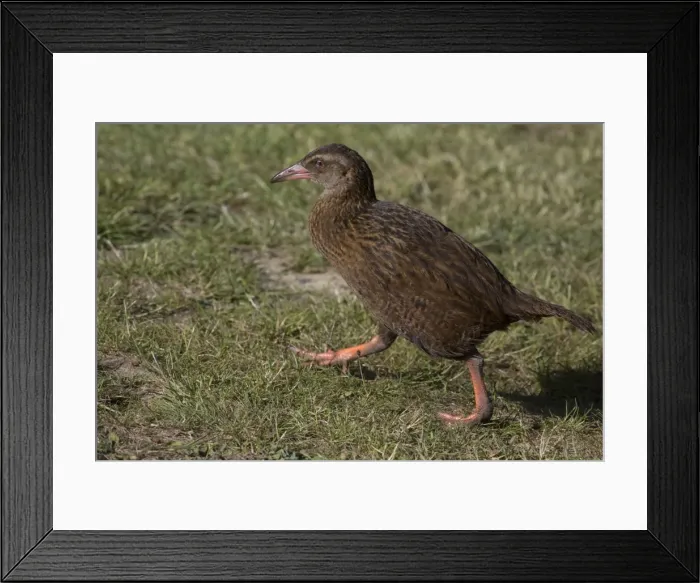 Framed Print : Picture No. 11091967 Framed Print : Picture No. 11091967
