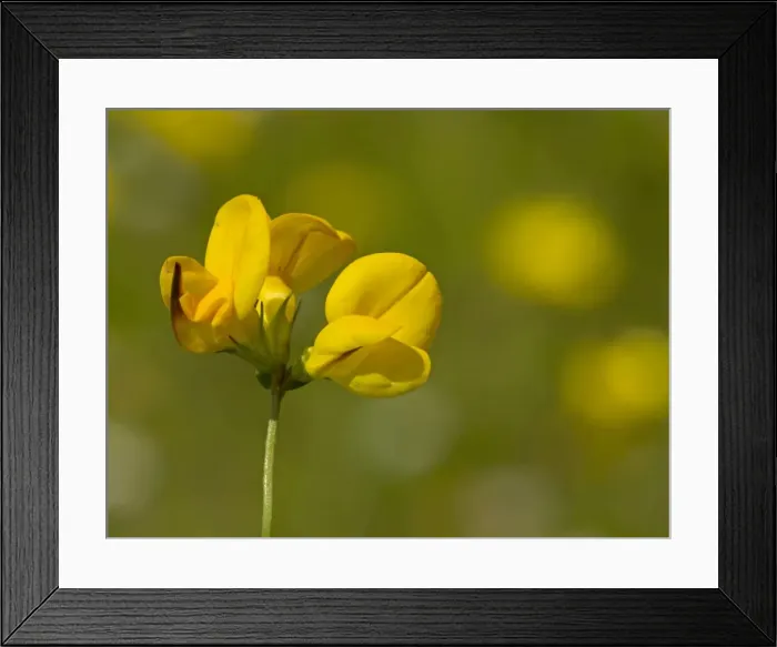 Framed Print : Picture No. 11091993 Framed Print : Picture No. 11091993