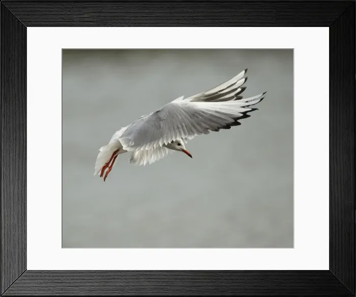 Framed Print : Picture No. 11092004 Framed Print : Picture No. 11092004