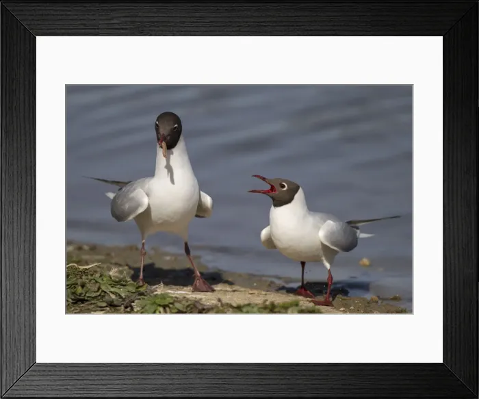 Framed Print : Picture No. 11092015 Framed Print : Picture No. 11092015