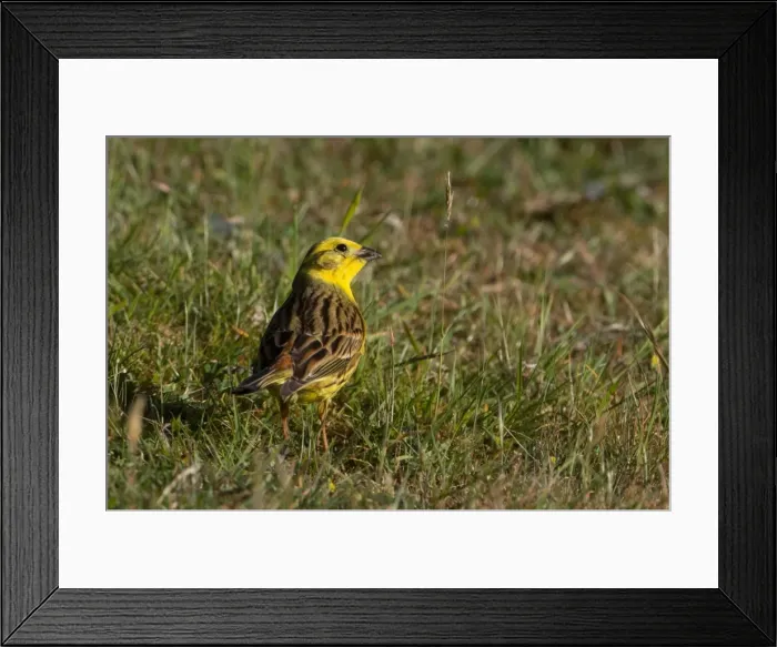Framed Print : Picture No. 11091970 Framed Print : Picture No. 11091970