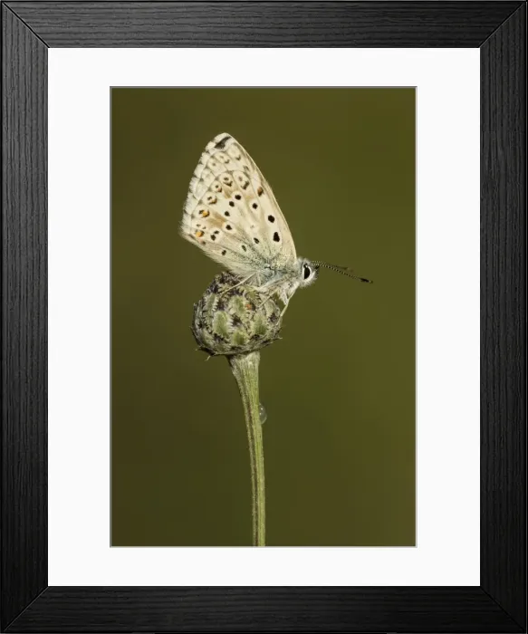 Framed Print : Picture No. 11092027 Framed Print : Picture No. 11092027