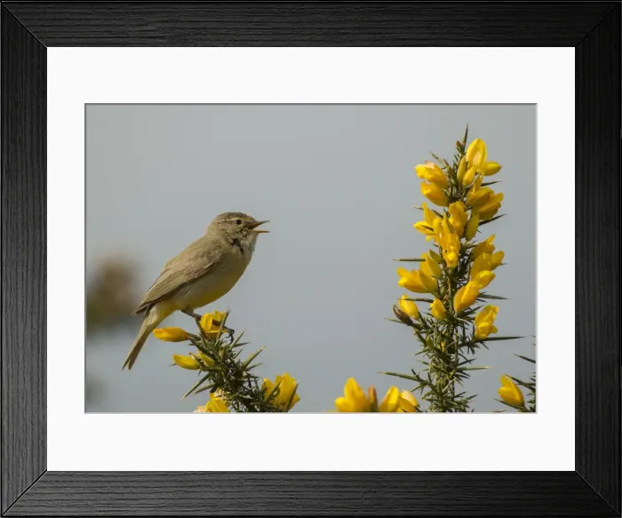 Framed Print : Picture No. 11092028 Framed Print : Picture No. 11092028