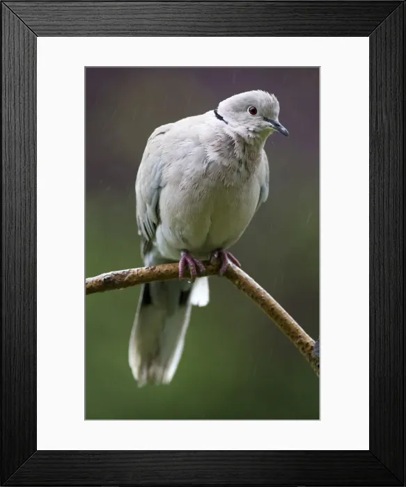 Framed Print : Picture No. 11091972 Framed Print : Picture No. 11091972