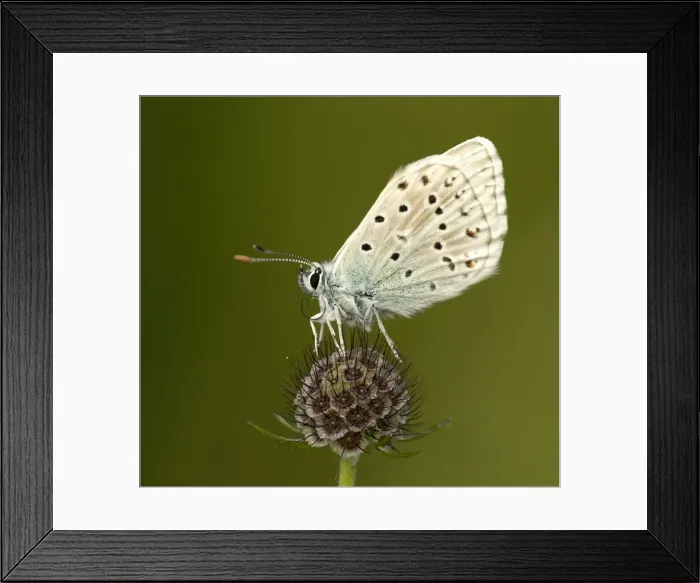 Framed Print : Picture No. 11092026 Framed Print : Picture No. 11092026