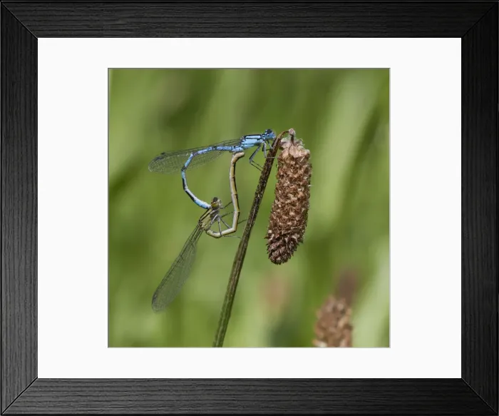 Framed Print : Picture No. 11091973 Framed Print : Picture No. 11091973