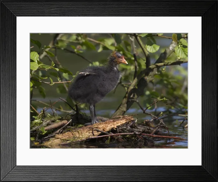 Framed Print : Picture No. 11091974 Framed Print : Picture No. 11091974