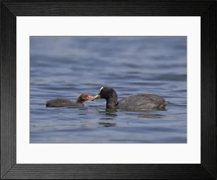 Framed Print : Picture No. 11091975 Framed Print : Picture No. 11091975