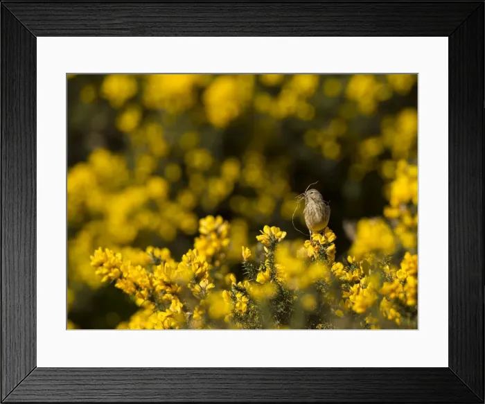 Framed Print : Picture No. 11091980 Framed Print : Picture No. 11091980