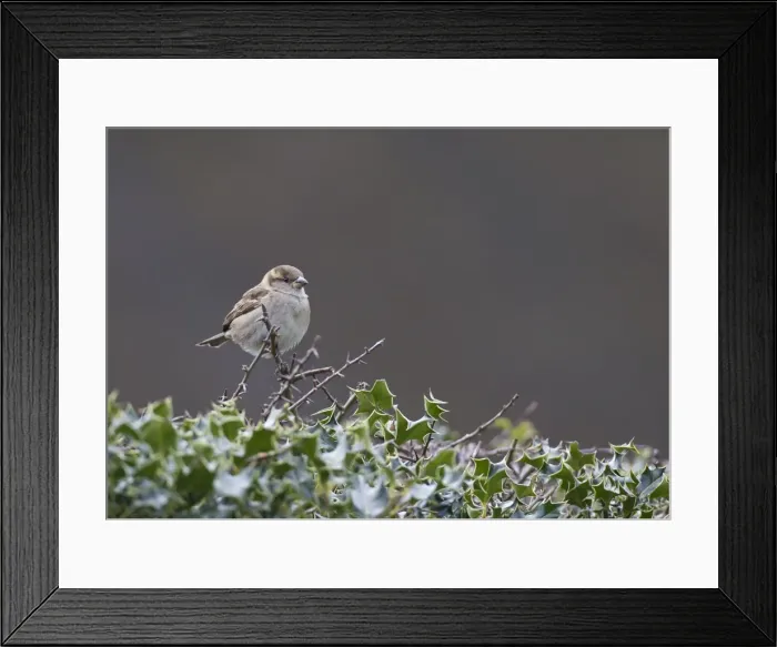 Framed Print : Picture No. 11091981 Framed Print : Picture No. 11091981