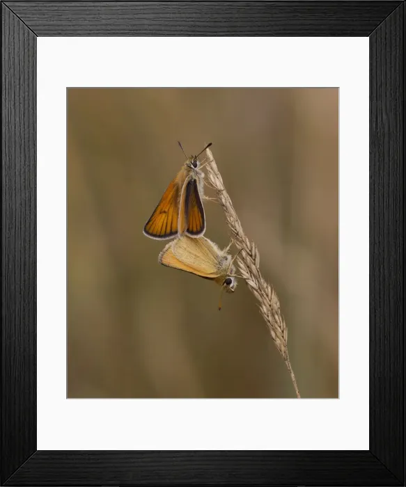 Framed Print : Picture No. 11091979 Framed Print : Picture No. 11091979