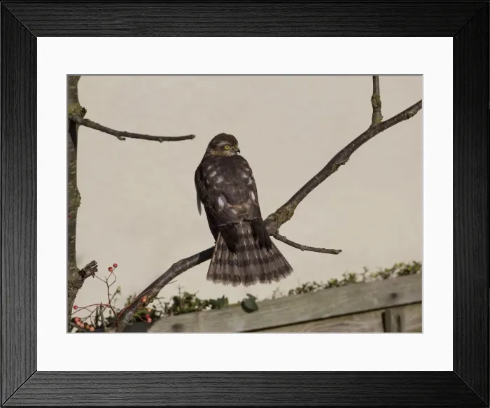 Framed Print : Picture No. 11091984 Framed Print : Picture No. 11091984