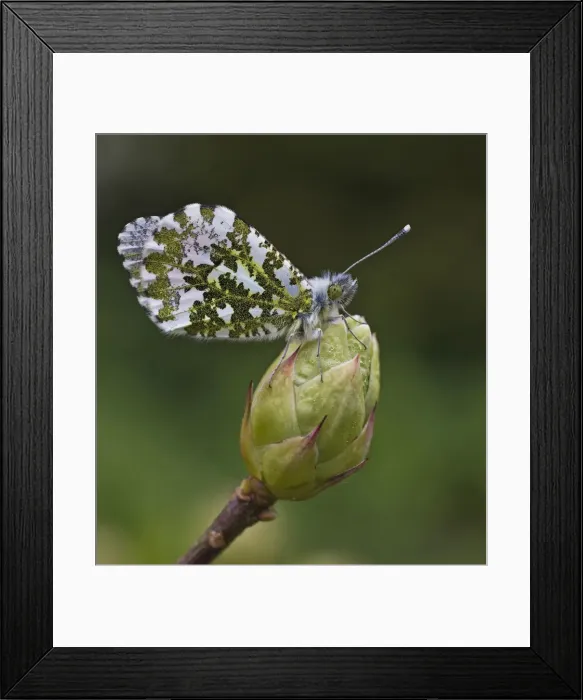 Framed Print : Picture No. 11091983 Framed Print : Picture No. 11091983