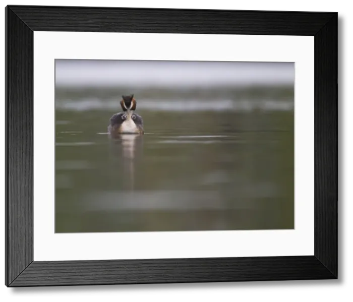 Framed Print : Picture No. 11091986 Framed Print : Picture No. 11091986