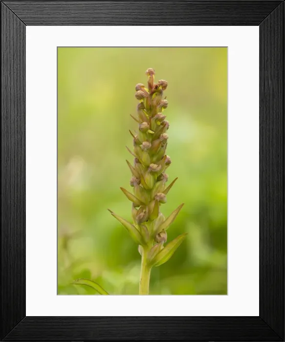 Framed Print : Picture No. 11091985 Framed Print : Picture No. 11091985