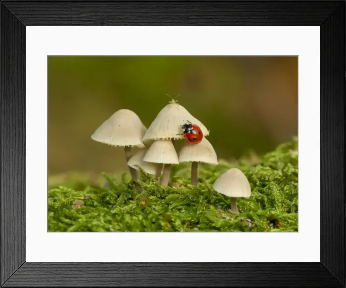 Framed Print : Picture No. 11091990 Framed Print : Picture No. 11091990