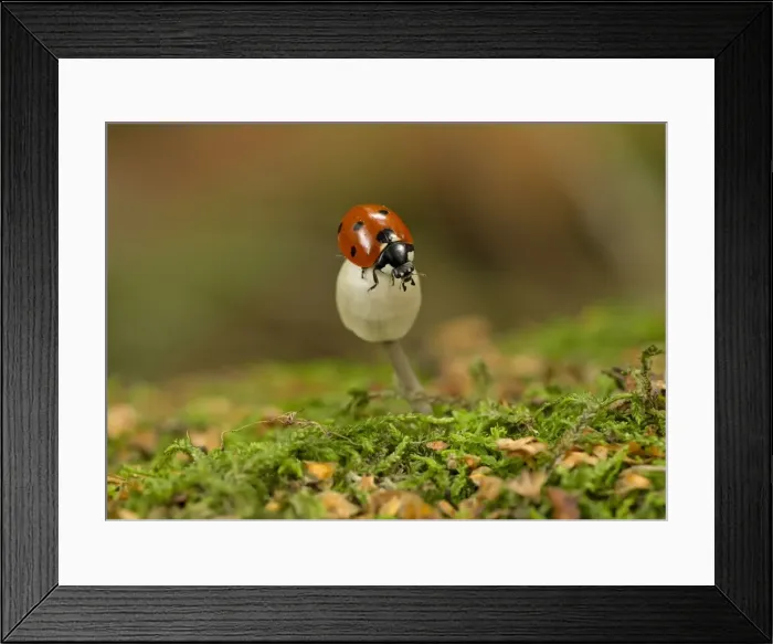 Framed Print : Picture No. 11091991