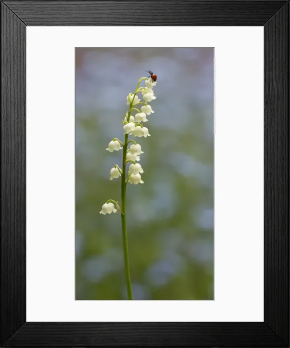 Framed Print : Picture No. 11091994 Framed Print : Picture No. 11091994