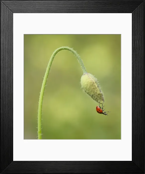 Framed Print : Picture No. 11091995 Framed Print : Picture No. 11091995