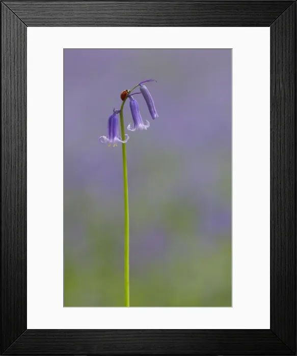 Framed Print : Picture No. 11091992 Framed Print : Picture No. 11091992
