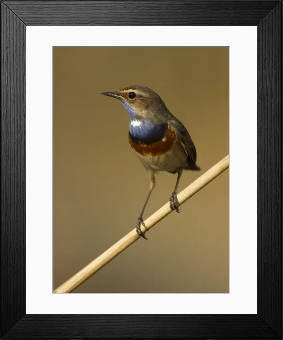 Framed Print : Picture No. 11091997 Framed Print : Picture No. 11091997