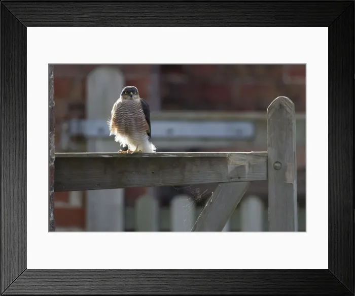 Framed Print : Picture No. 11091999 Framed Print : Picture No. 11091999