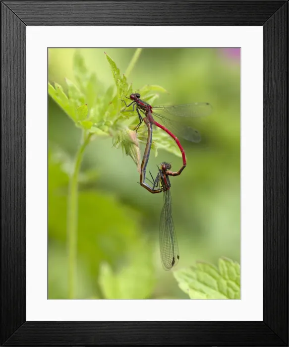 Framed Print : Picture No. 11091996 Framed Print : Picture No. 11091996