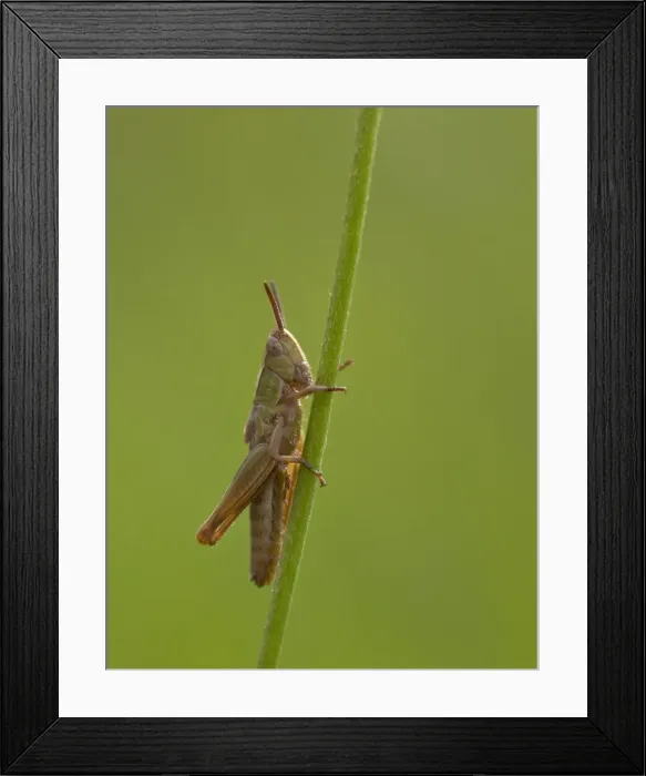 Framed Print : Picture No. 11092000 Framed Print : Picture No. 11092000