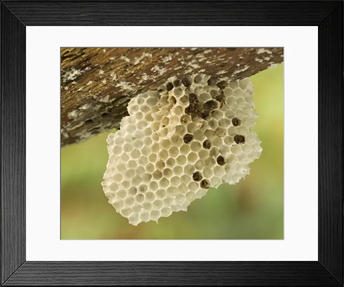 Framed Print : Picture No. 11092002 Framed Print : Picture No. 11092002