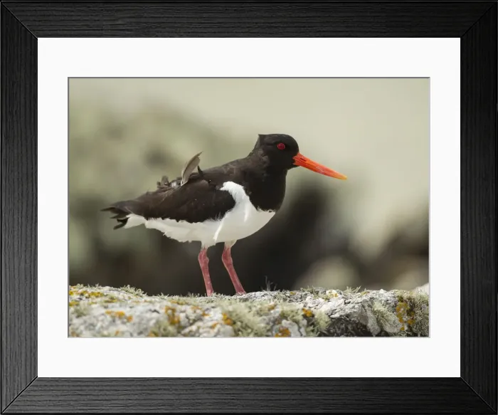Framed Print : Picture No. 11092003 Framed Print : Picture No. 11092003