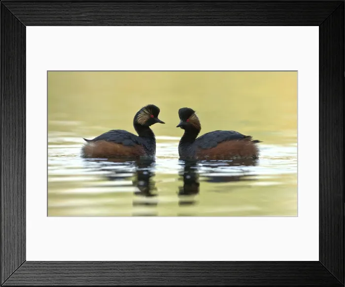 Framed Print : Picture No. 11092005 Framed Print : Picture No. 11092005
