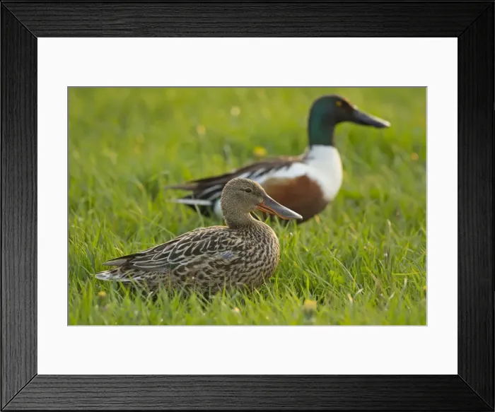 Framed Print : Picture No. 11092006 Framed Print : Picture No. 11092006