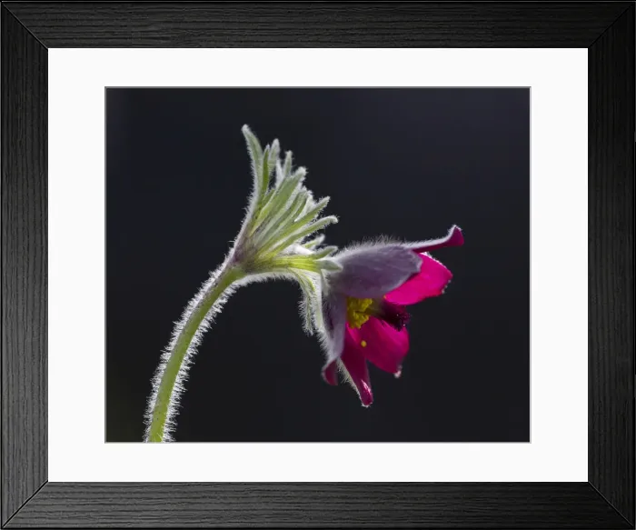Framed Print : Picture No. 11092008 Framed Print : Picture No. 11092008
