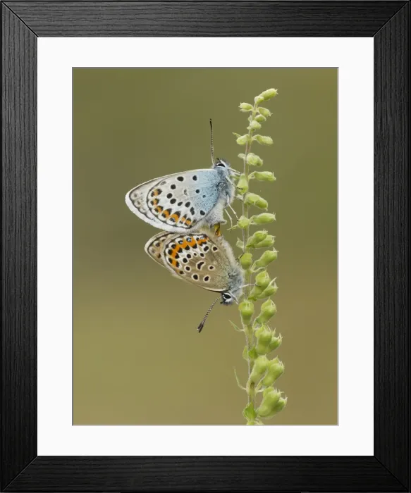 Framed Print : Picture No. 11092001 Framed Print : Picture No. 11092001
