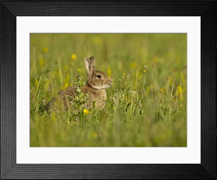 Framed Print : Picture No. 11092009 Framed Print : Picture No. 11092009