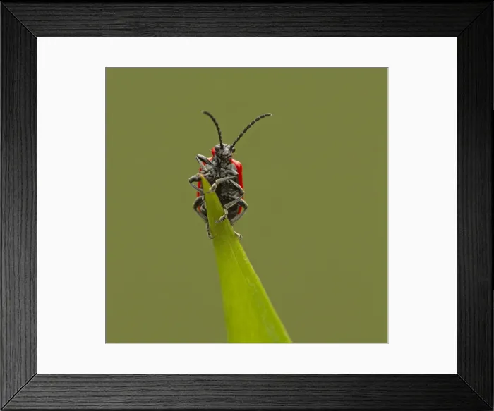 Framed Print : Picture No. 11092011 Framed Print : Picture No. 11092011