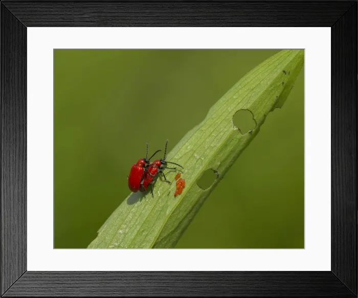 Framed Print : Picture No. 11092012 Framed Print : Picture No. 11092012