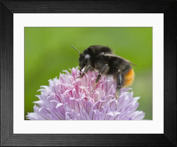 Framed Print : Picture No. 11092013 Framed Print : Picture No. 11092013