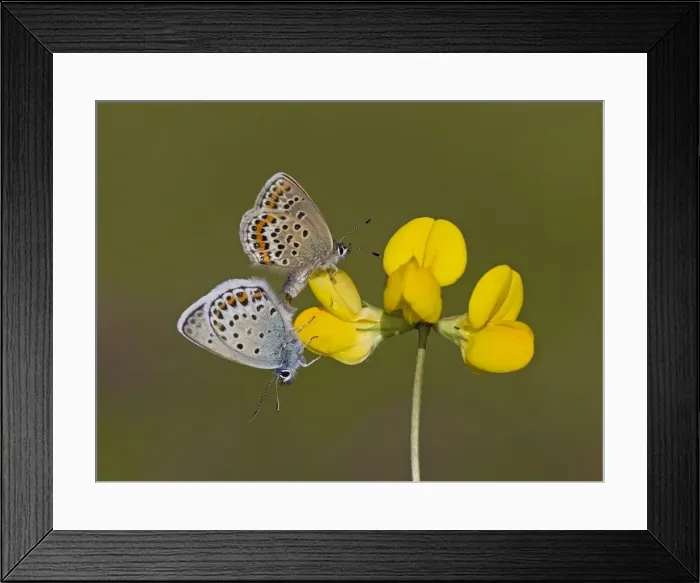 Framed Print : Picture No. 11092016 Framed Print : Picture No. 11092016