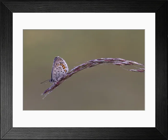 Framed Print : Picture No. 11092017 Framed Print : Picture No. 11092017