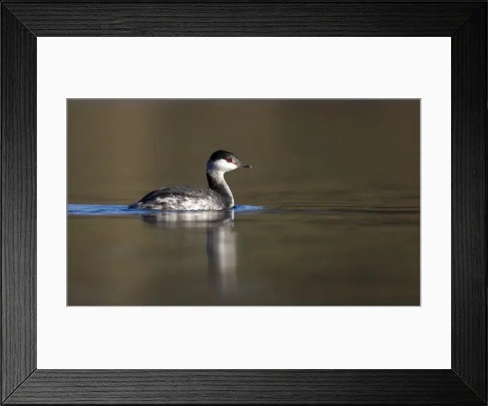 Framed Print : Picture No. 11092018